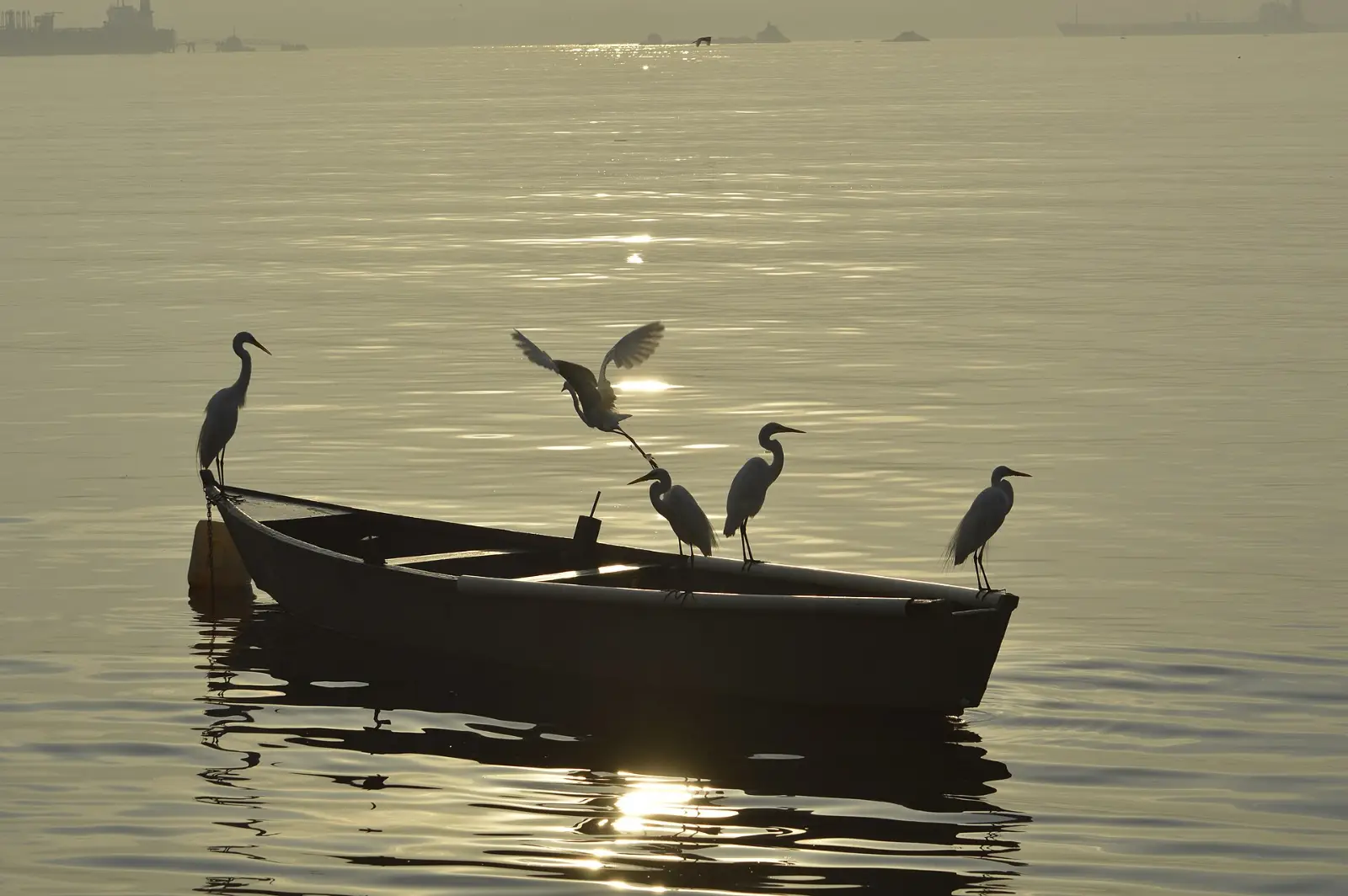 Garças sobre um barco ao amanhecer na Ilha do Governador
